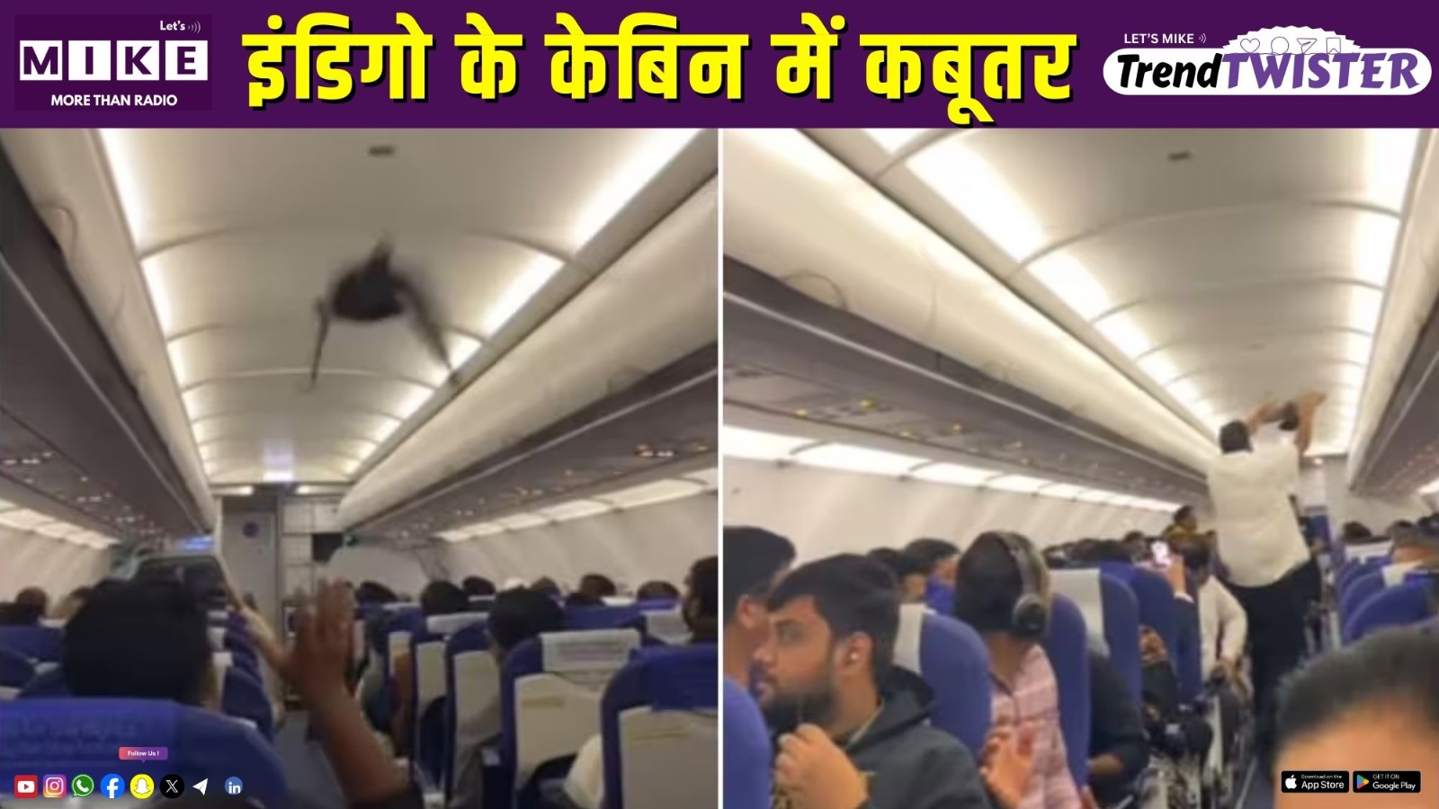 इंडिगो के केबिन में कबूतर | Trend Twister
