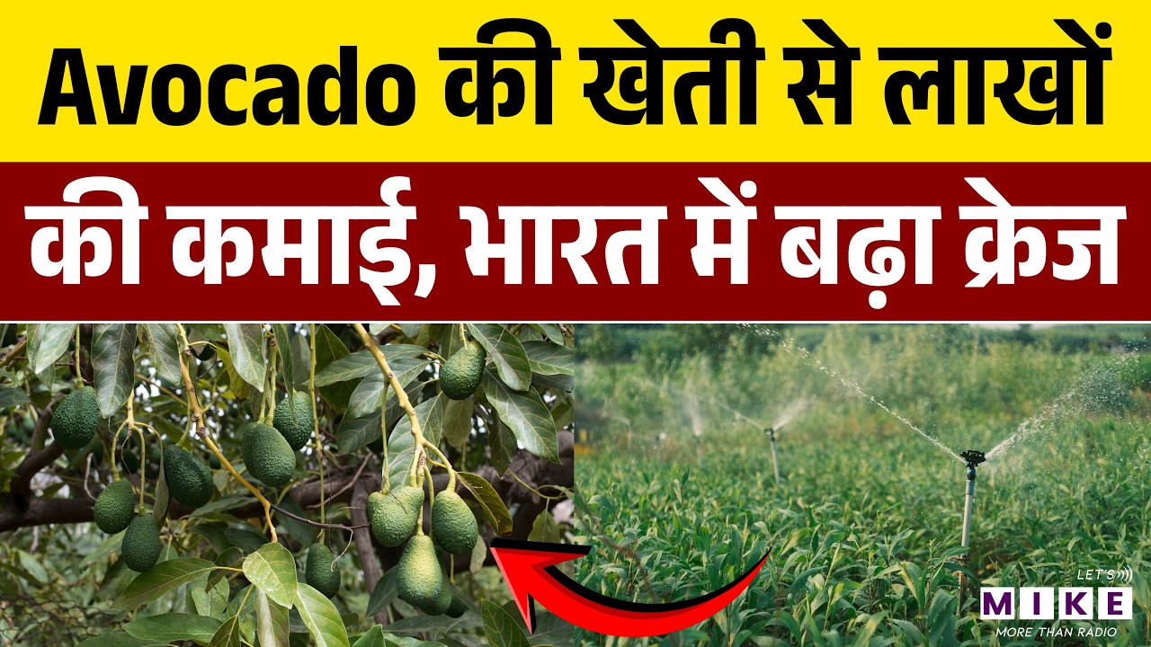 Avocado का बढ़ता बाजार, भारत में खुल रहे नए अवसर | Avocado Farming in India | Business Explained