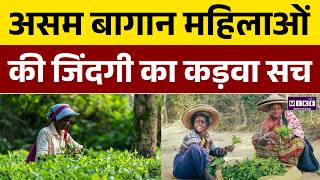 Assam Election 2026: असम चाय बागान महिलाओं की बदहाली की असली वजह क्या? | Assam Tea Garden