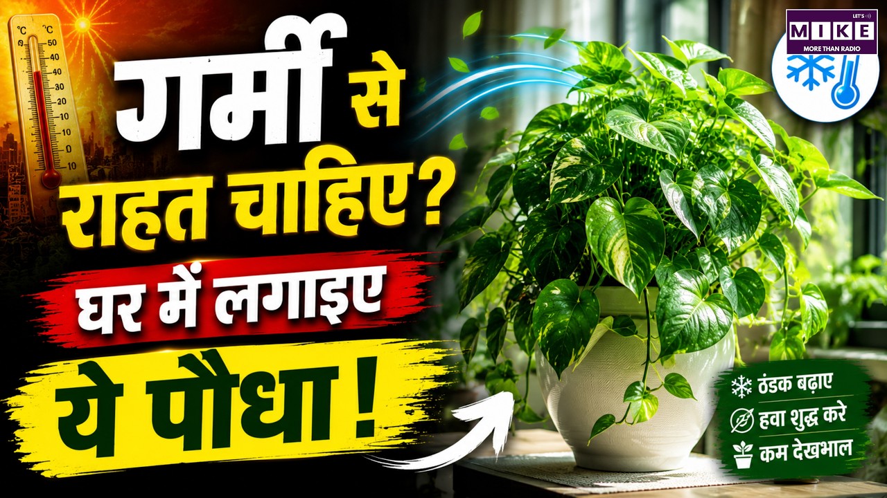 Natural AC Plant: गर्मी से राहत चाहिए? घर में लगाइए ये पौधा! | Cooling Plant | Summer Gardening