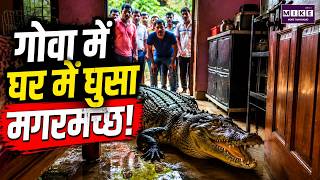 गोवा में घर में घुसा मगरमच्छ! रिहायशी इलाके में मचा हड़कंप | Goa Crocodile Viral Video | Latest News