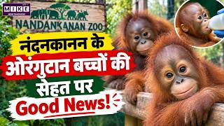नंदनकानन के ओरंगुटान बच्चों की सेहत पर Good News! | Latest News | Hindi News