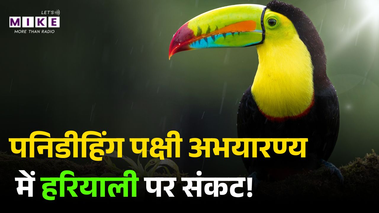 Pani Dihing Wildlife Sanctuary Assam: पनिडीहिंग पक्षी अभयारण्य में हरियाली पर संकट!