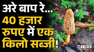 Gucchi Mushroom: अरे बाप रे, 40 हजार रुपए में एक किलो सब्जी!