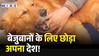 Europe से आई, सड़कों का हाल देखा और फिर कभी वापस नहीं गई | The Story of Compassion |Stray Dog Welfare
