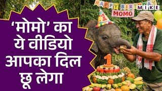 Assam Man Throws 1st Birthday Party For Kaziranga’s Elephant Momo; Video Melts Hearts