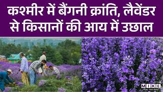 What is Purple Revolution in J&K & Why is lavender cultivated? | Jammu & Kashmir | Latest News