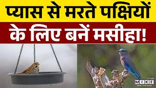 पक्षियों की प्यास बुझाना है? बस इतना करें! | How To Help Birds In Heat | Save Birds