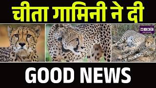 “गामिनी” चीता ने दी GOOD NEWS, Kuno National Park से आई बड़ी खबर | PM Modi | CM Mohana Yadav
