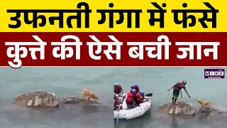 Rishikesh News; उफनती गंगा में फंसा था कुत्ता, फिर | Ganga River | Latest News