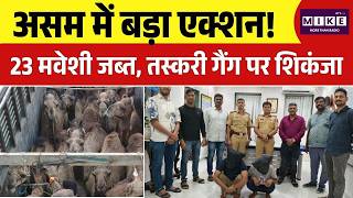 Assam Border Big Action: असम में बड़ा एक्शन! 23 मवेशी जब्त, तस्करी गैंग पर शिकंजा | Breaking News