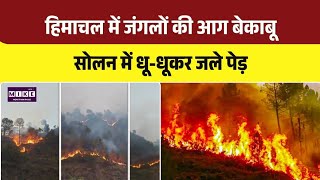 Himachal Forest Fire: सोलन के जंगलों में भड़की भीषण आग | Top