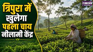 त्रिपुरा में खुलेगा पहला चाय नीलामी केंद्र | Tripura News | Latest News | Breaking News