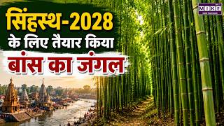 Ujjain News: सिंहस्थ-2028 के लिए उज्जैन में तैयार हुआ बांस का विशाल जंगल | Ujjain Simhastha 2028