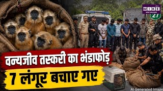 Breaking News: असम में वन्यजीव तस्करी का भंडाफोड़, 8 सुनहरे लंगूरों को बचाया गया ।