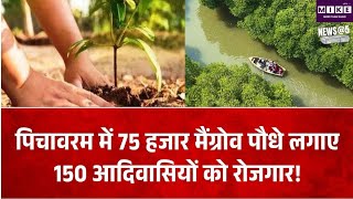 पिचावरम में 75 हजार से ज्यादा मैंग्रोव पौधे लगाए गए, 25 हेक्टेयर जमीन पर हुआ हरित अभियान